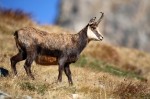 Cliquez sur la vignette pour l'agrandir
