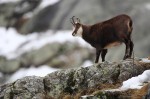 Cliquez sur la vignette pour l'agrandir