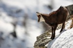 Cliquez sur la vignette pour l'agrandir
