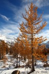 Cliquez sur la vignette pour l'agrandir