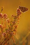 Cliquez sur la vignette pour l'agrandir