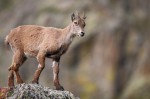 Cliquez sur la vignette pour l'agrandir