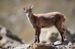 Cliquez sur la vignette pour l'agrandir
