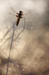 Cliquez sur la vignette pour l'agrandir