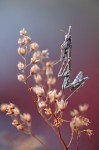 Cliquez sur la vignette pour l'agrandir