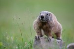 Cliquez sur la vignette pour l'agrandir