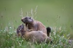 Cliquez sur la vignette pour l'agrandir