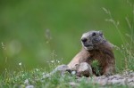 Cliquez sur la vignette pour l'agrandir