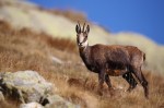 Cliquez sur la vignette pour l'agrandir